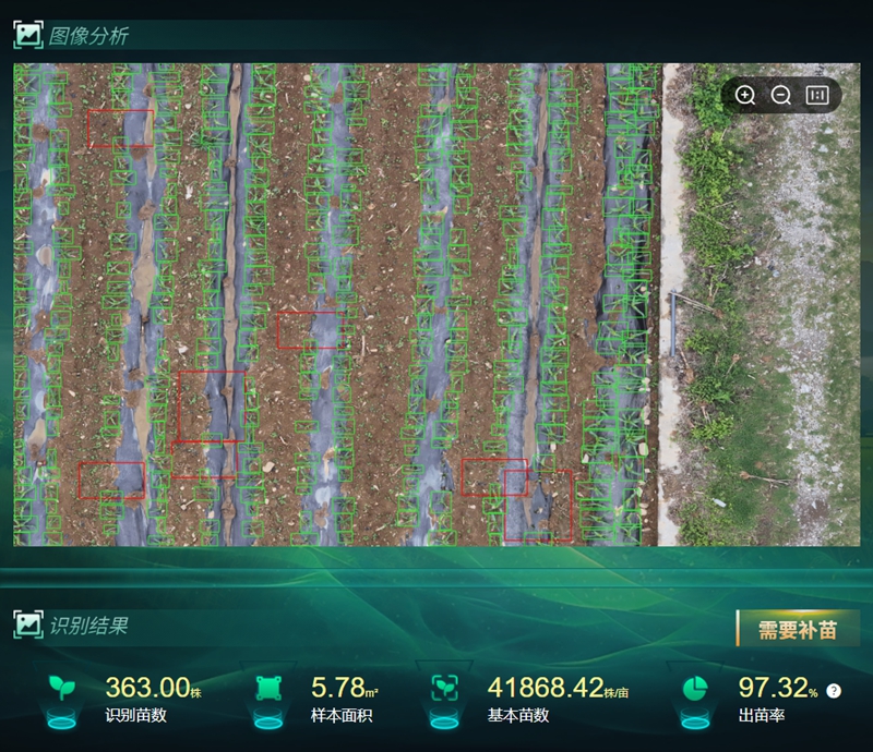 出,苗率_副本.jpg