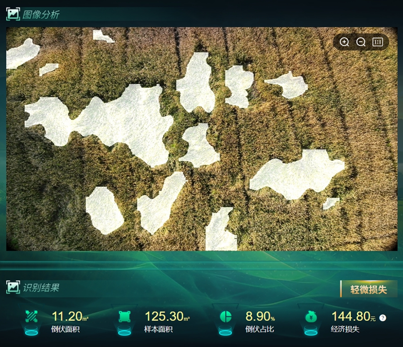 倒伏分析_副本.jpg