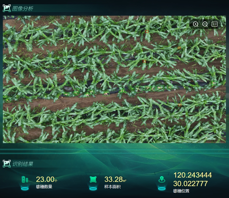 雄穗识别_副本.jpg